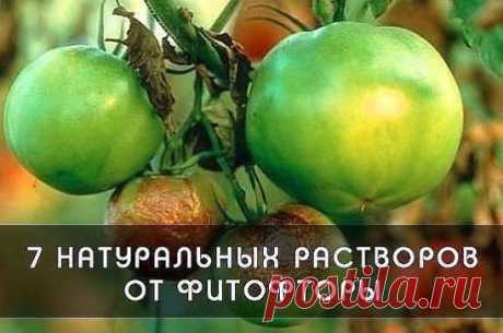 ФИТОФТОРА: КАК ИЗБАВИТЬ ТОМАТЫ ОТ ЗЛОСТНОГО НЕДУГА
Фитофтороз - пожалуй, самое неприятное и распространенное заболевание среди пасленовых. Из года в год оно заставляет волноваться каждого дачника, рассчитывающего на хороший урожай томатов и картофеля.
Листья заболевшего растения сначала покрываются коричневыми пятнами, затем гниль передается на стебли и плоды, в итоге в благоприятных для гриба условиях куст буквально "сгорает" за 2 дня. 
Как известно, грибковые заболевания хорошо лечатся различн