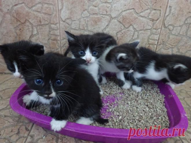 Приучаемся к лотку