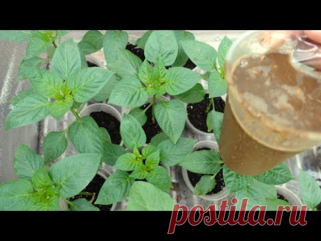 ЛУЧШЕЕ УДОБРЕНИЕ ДЛЯ РАССАДЫ СВОИМИ РУКАМИ