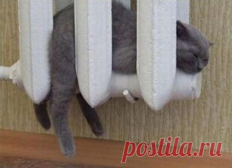 Do not touch - Cat sleeps | Funny cats