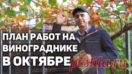 План работ на винограднике в октябре🍁 | Давид Алверцян | Дзен