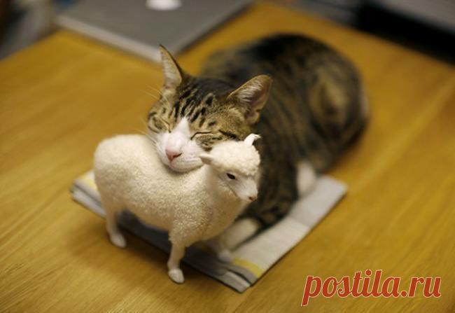 Какая милая овечка!