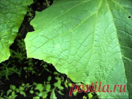 Настоящая мучнистая роса на огурцах