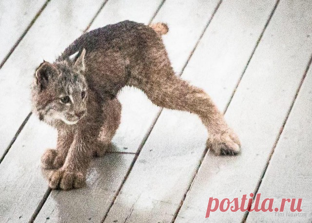 К жителю Аляски «пришел в гости» целый выводок рысей