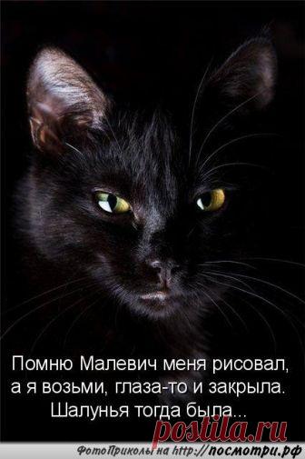 Коты и кошки