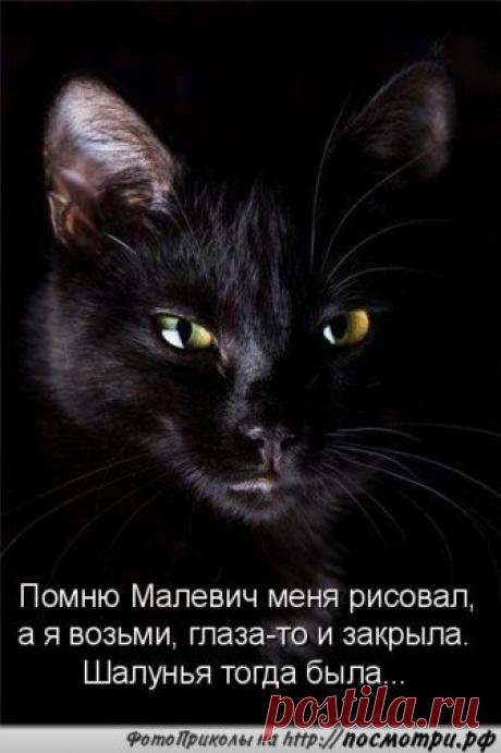 Коты и кошки