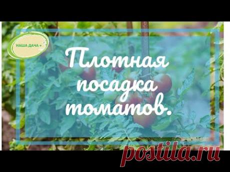 Если вы любите помидоры и садите около 1000 кустов и в теплице и на улице. Реальный опыт иркутского садовода Любимовой Елены. Мы в ВК https://vk.com/nashadac...