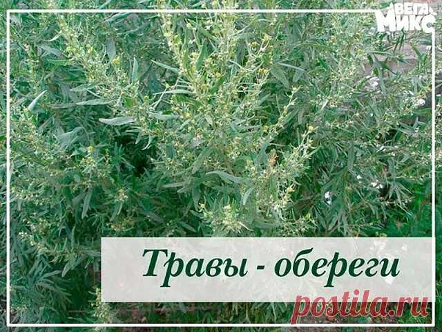 ТРАВЫ-ОБЕРЕГИ

Магия трав и деревьев известна людям из далекого прошлого. Травы-обереги известны как сильные обереги во многих жизненных ситуациях. Они используются как обереги для дома и как обереги от сглаза. И сейчас многие экстрасенсы, шаманы и целители используют травы для очищения от негативной энергии человека и жилища, для защиты от наведенных негативных воздействий и т.п. Если правильно применять травы-обереги, то можно легко улучшить свою жизнь во многих ее сфера...