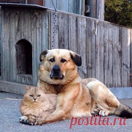 (149) Фото из публикации Сергея Чевычелова в laughter - Сергей Чевычелов
