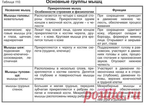 МЫШЦЫ ЧЕЛОВЕКА