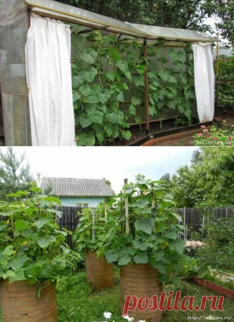 Высадка огурцов в бочке либо на шпалере