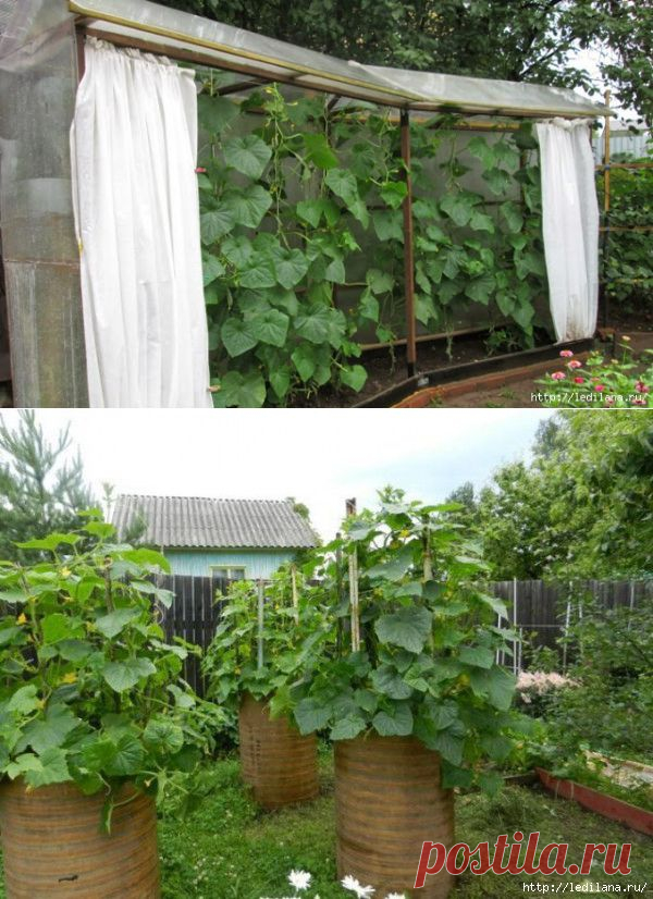 Высадка огурцов в бочке либо на шпалере