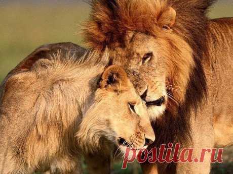 Новая жизнь