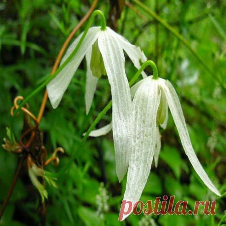 Княжик сибирский | Друг пенсионера
Княжик — красивейшая лиана сибирской тайги. Его цветки белого, синего, синевато-пурпурного или фиолетового цвета на фоне темных стволов таежных дебрей поражают, как истинное чудо природы.