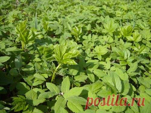 Сныть: как избавиться на участке 