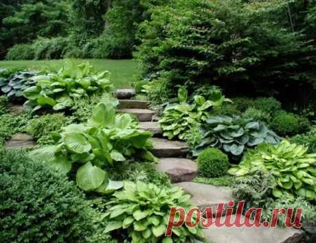 Хоста в ландшафтном дизайне: особенности ухода и гармоничные композиции для сада - Огород, сад, балкон - медиаплатформа МирТесен Просматривайте этот и другие пины на доске Цветы пользователя Светлана.
Теги
Хоста в ландшафтном дизайне - это просто находка для тех, кто хочет украсить свой участок, но не хочет тратить время и силы на уход за растениями.
Хосту можно посадить в любом месте участка и она не доставит проблем.
Но все же, есть некоторые особенности, которые нужно знать при уходе за ней…