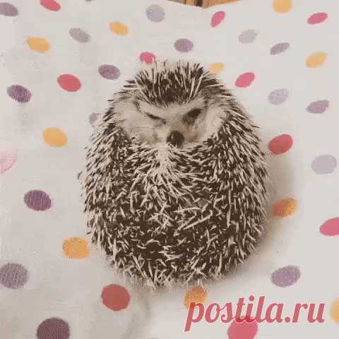 ЭТО Я...........НЕ УЗНАЛИ? ПОНЕДЕЛЬНИК!