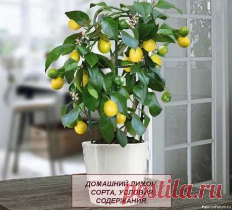 Домашний лимон, условия содержания Дерево лимон (Citrus limon) является представителем рода Цитрус и частью семейства Рутовые. Родом это растение из Индии, Китая и тропических тихоокеанских островов.Лимонное дерево – может стать настоящим украшением дома.В целом, эта культура не очень капризная.Но если вы хотите вырастить...