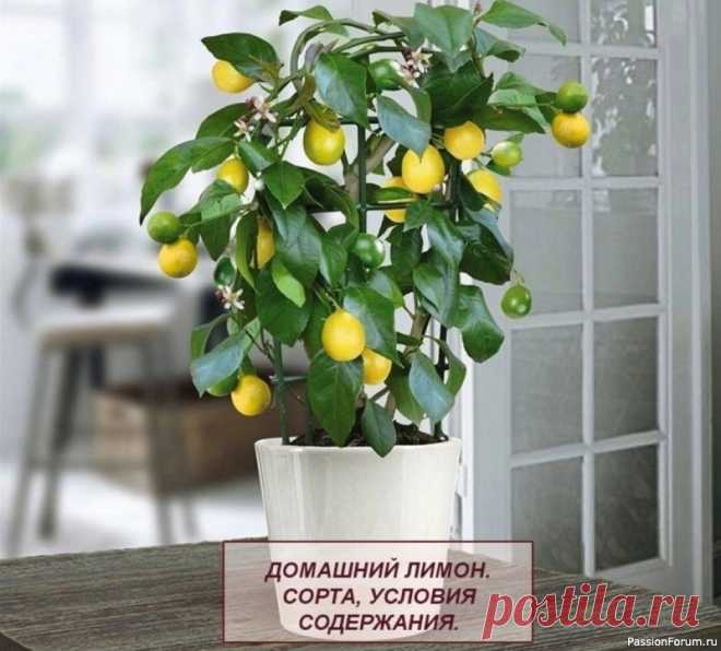 Домашний лимон, условия содержания Дерево лимон (Citrus limon) является представителем рода Цитрус и частью семейства Рутовые. Родом это растение из Индии, Китая и тропических тихоокеанских островов.Лимонное дерево – может стать настоящим украшением дома.В целом, эта культура не очень капризная.Но если вы хотите вырастить...