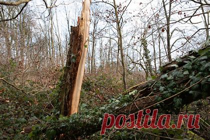 Самые крупные леса на планете оказались на грани экологической катастрофы. Состояние лесов Амазонки приблизилось к критическому. Экосистеме становится все сложнее сопротивляться изменению климата из-за деятельности человека, и она находится на грани экологической катастрофы. Спутниковые наблюдения показали, что три четверти от всех амазонских джунглей утратили способность «самолечения».