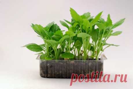 Удобрения для рассады – какие выбрать и как подкармливать растения