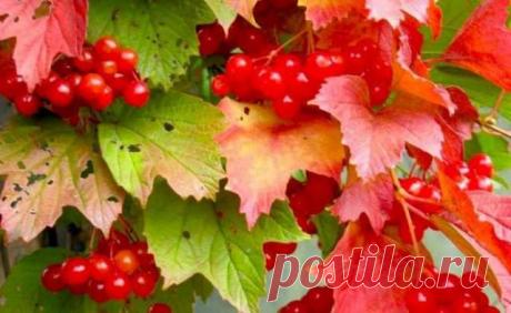 Куст калины окрашивается разными красивыми цветами — Домашние заботы