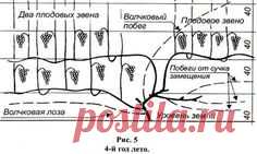 Лаборатория защиты растений МСХА