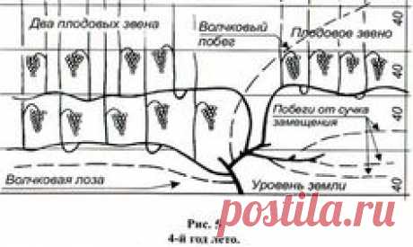 Лаборатория защиты растений МСХА
