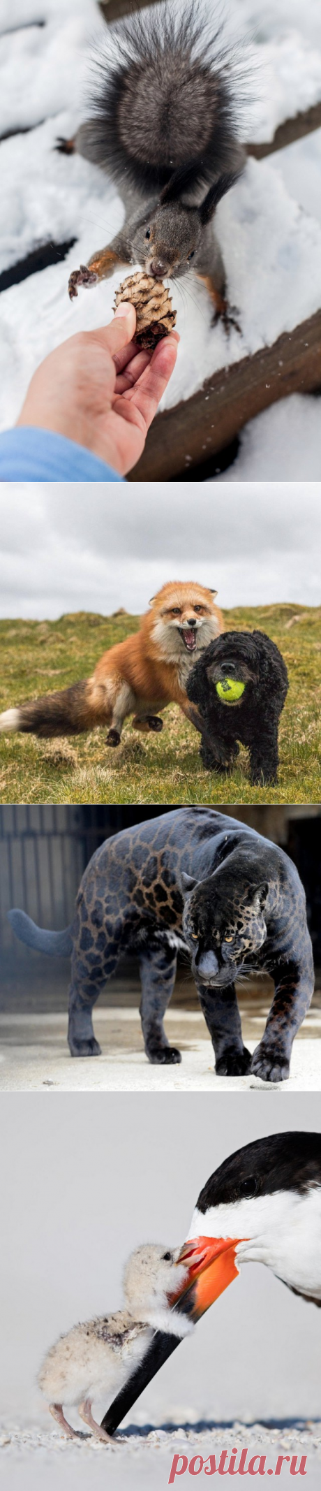 Подборка интересных и веселых картинок - ЯПлакалъ