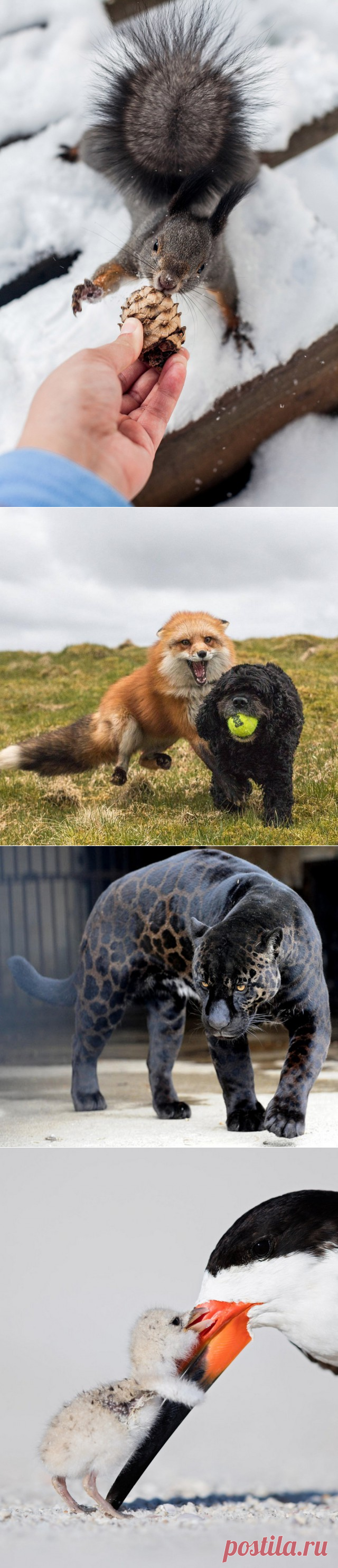 Подборка интересных и веселых картинок - ЯПлакалъ