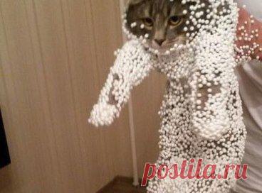 Кот решил поиграть с пенопластовыми шариками.