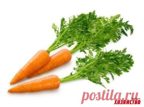 Чтобы морковка была сладкой и хрустящей