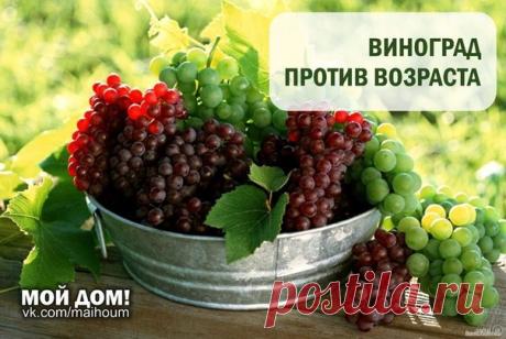 ШИПОВНИК ВЫЛЕЧИТ ГЛАЗА, А ВИНО - ОМОЛОДИТ!