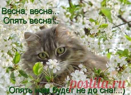 Весна Весна как ясен небосклон Своей лазурью голубой Пленит нам очи он!!!