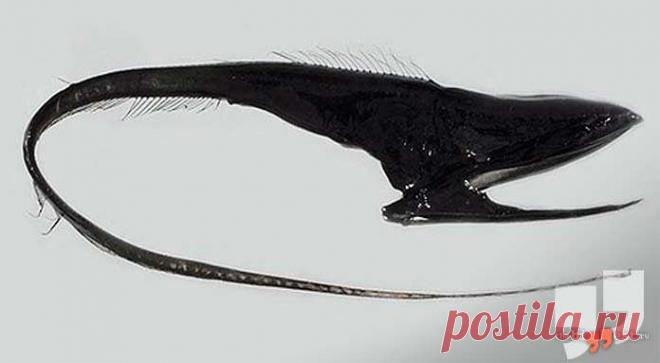 Самые необычные глубоководные животные (ТОП-15) + Фото