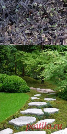 Необычные растения для Вашего газона – Котула.