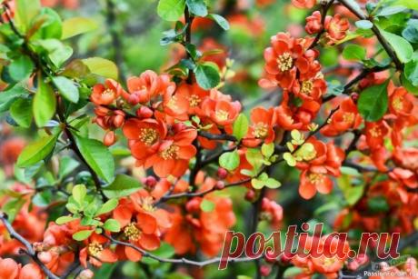 Дачникам. Хеномелес (айва прекрасная) Кустарник с характером и пользой.Этот эффектный и неприхотливый кустарник умеет удивлять дважды в году: сначала &mdash; ярким весенним цветением, ещё до появления листьев, потом &mdash; золотым осенним нарядом и ароматными плодами. Хеномелес &mdash; не просто украшение сада, а ещё и...