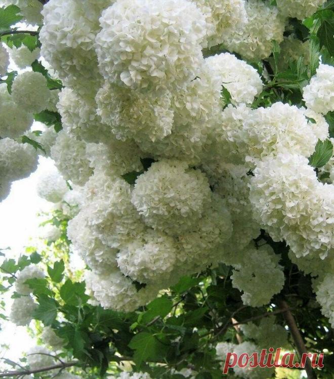 Цветущая калина бульденеж...