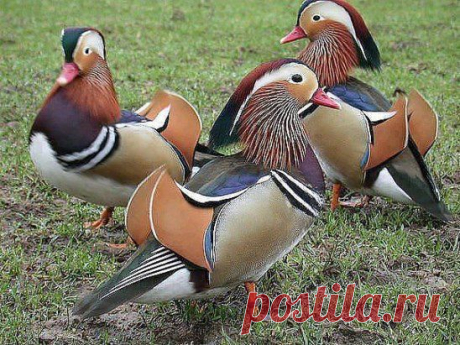 Мандаринка
Приглашаю к сотрудничеству Инвестировать деньги в офис не надо, Ваше место работы – это Ваш компьютер. Пару часиков в день, СТРЕМЛЕНИЕ заработать и выход в интернет вот и все Ваши рабочие инструменты!!! Вся работа ведется ТОЛЬКО в сети интернет!