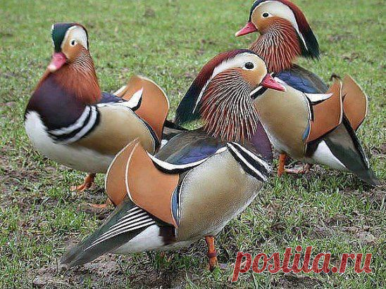 Мандаринка
Приглашаю к сотрудничеству Инвестировать деньги в офис не надо, Ваше место работы – это Ваш компьютер. Пару часиков в день, СТРЕМЛЕНИЕ заработать и выход в интернет вот и все Ваши рабочие инструменты!!! Вся работа ведется ТОЛЬКО в сети интернет!