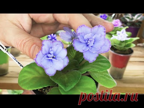 Только ФИТИЛЬНЫЙ ПОЛИВ!  Фиалки ОБОЖАЮТ такой ПОЛИВ и ПОСТОЯННО ЦВЕТУТ!  Все ПЛЮСЫ и МИНУСЫ полива