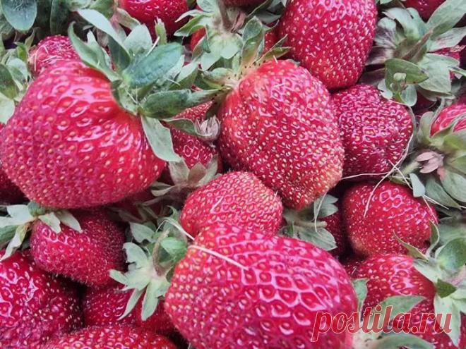 Что насыпать под клубнику в мае: способ, от которого ягоды станут сладкими как мёд. В мае растение активно набирает силу, и правильная подкормка сделает ягоды не просто крупными, но и сахаристыми.