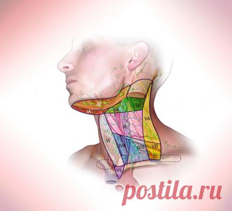 Мышечные зажимы шеи и головы, которые не дают нормально жить Мышечные зажимы в теле формируются по разным причинам. Здесь сочетаются факторы и физического, и психологического плана.