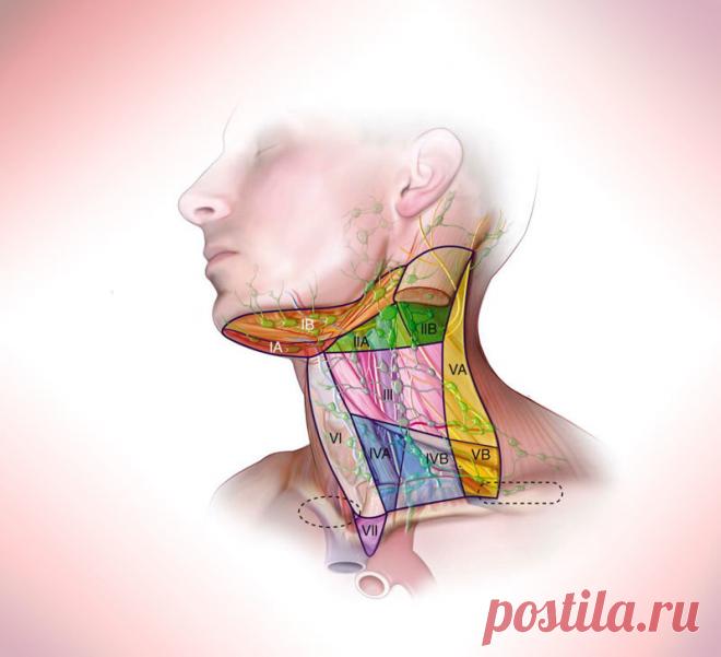 Мышечные зажимы шеи и головы, которые не дают нормально жить Мышечные зажимы в теле формируются по разным причинам. Здесь сочетаются факторы и физического, и психологического плана.