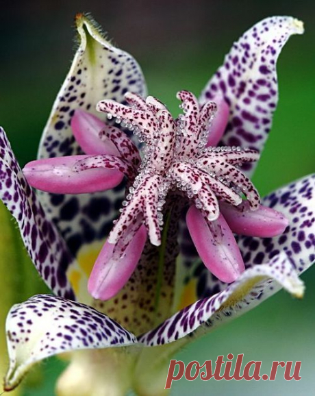 Tricyrtis hirta.- Трициртис хирта.  Жабья лилиятрициртис назвали жабьей лилией, потому что его запах привлекает все виды лягушек, в том числе и съедобных.