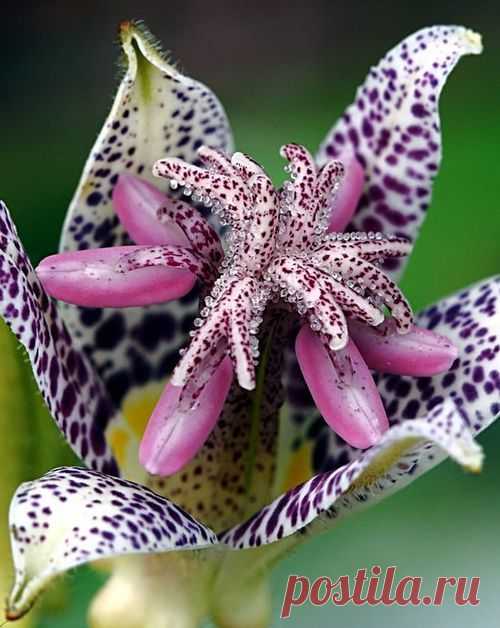 Tricyrtis hirta.- Трициртис хирта.  Жабья лилиятрициртис назвали жабьей лилией, потому что его запах привлекает все виды лягушек, в том числе и съедобных.