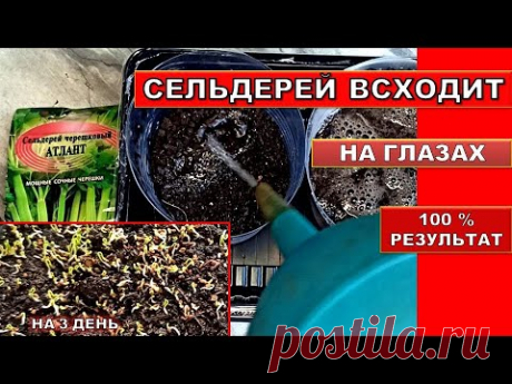 Теперь сею сельдерей только так! Сельдерей на рассаду всходит на 3 день!Даже старые семена проклюнул