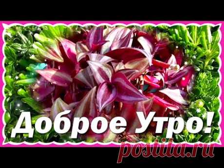 Доброе Утро! Хорошего Втроника! Самые Красивые Пожелания Доброго Утра! Музыкальная Открытка! - YouTube