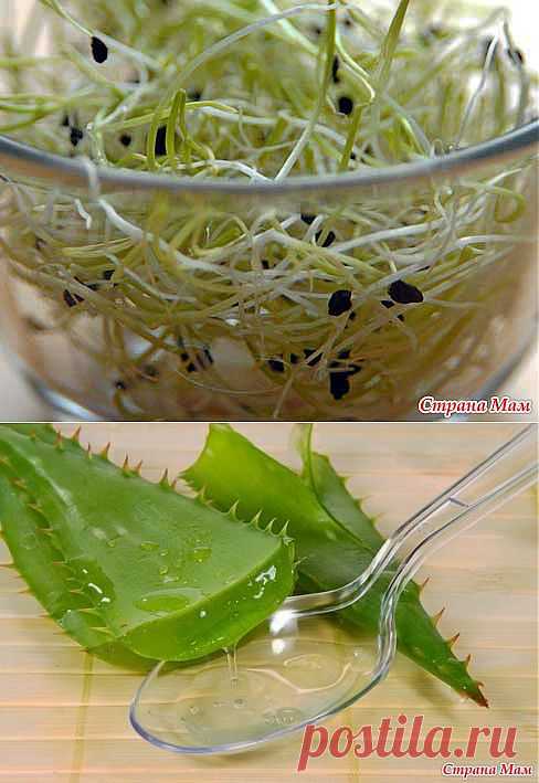 ЗАМОЧИТЕ СЕМЕНА В... ВОДКЕ!: Дневник группы "Сад, огород" - Страна Мам