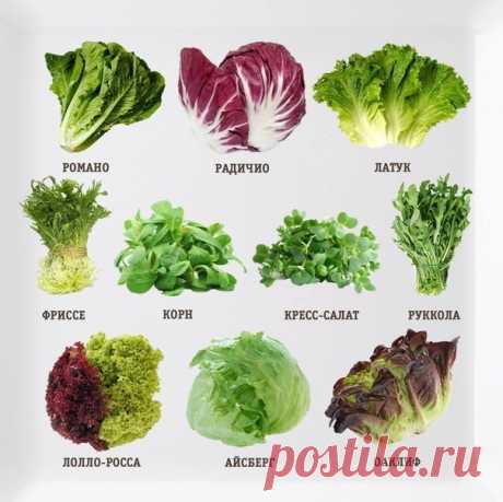 Поговорим о салатах! О свойствах, вкусе и не только... 

bcnjxybr Идеи для сада | дача | ландшафт| огород
 


Поговорим о салатах! О свойствах, вкусе и не только... Начнем с Романо Романо считается самым старым из всех салатов! Это отличный источник витам…
